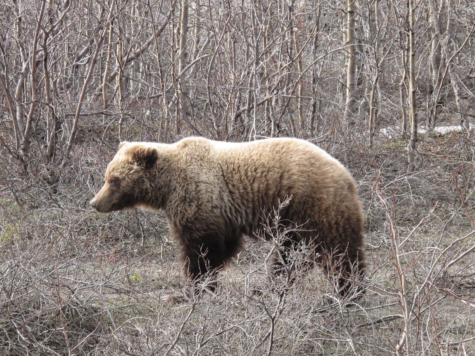 Grizzly_Bear IMG_8304