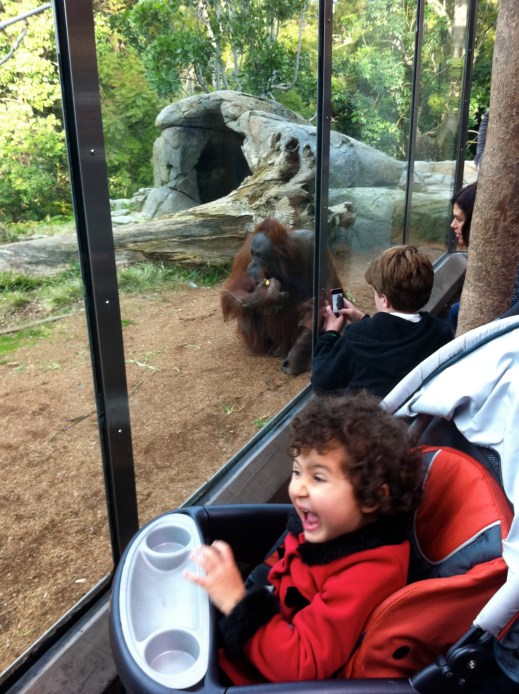 Orangutans - San Diego Zoo