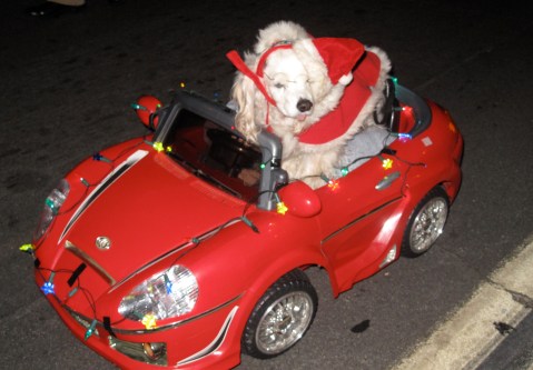 Dog in a Car with Christmas Lights at Balboa Park