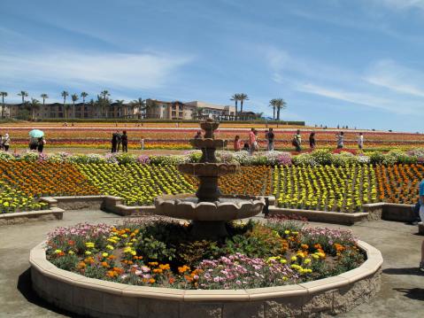 Grand Pacific Palisades and the Flower Fields, Carlsbad