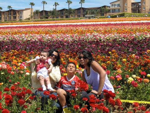 Flower Fields and Grand Pacific Palisades, San Diego