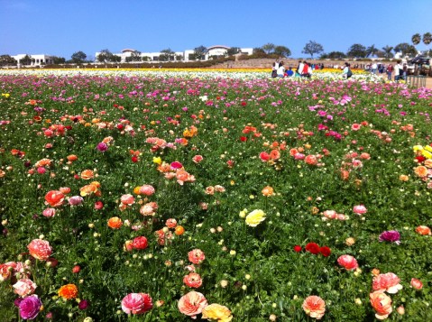 The Flower Fields, Carlsbad, CA (San Diego)