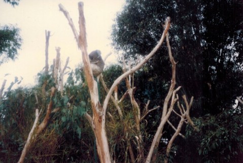 Koalas in Australia