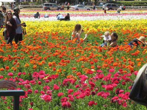 The Flower Fields, Carlsbad, CA