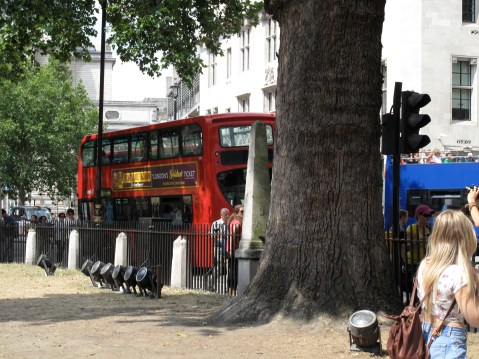 London Bus in Westminster