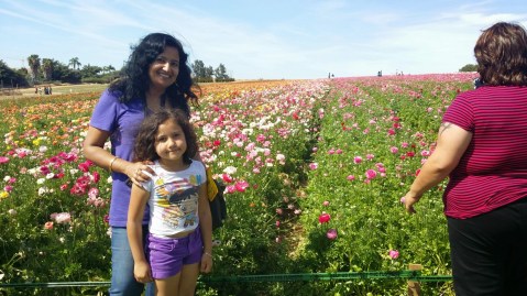 The Flower Fields, Carlsbad - San Diego
