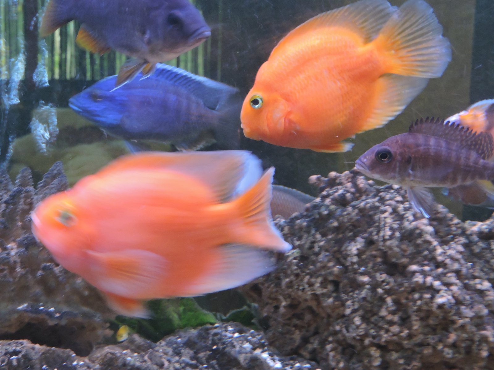 Fish Tank in the Spa at Delphin Imperial, Lara