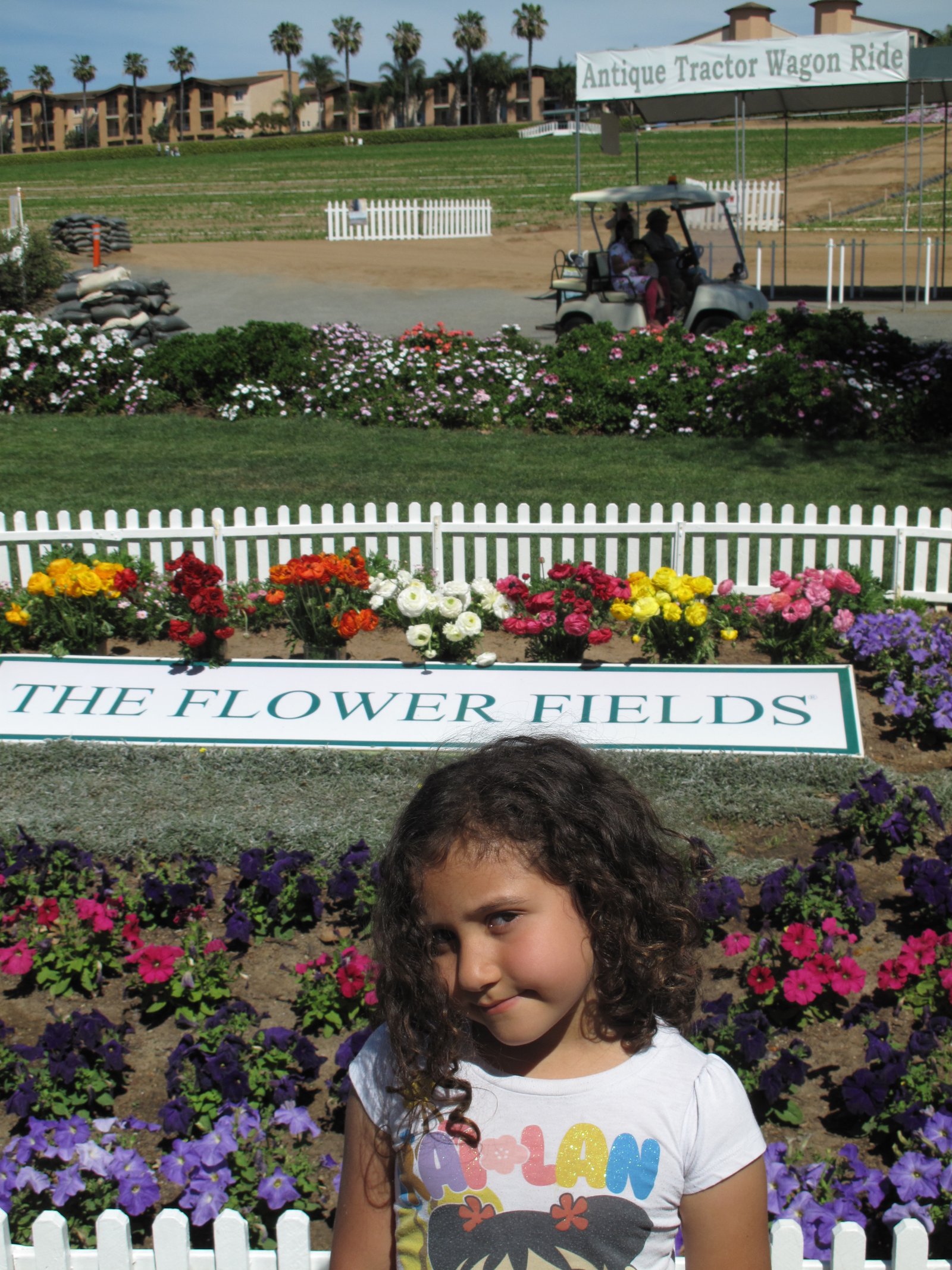 The Flower Fields, Carlsbad - San Diego