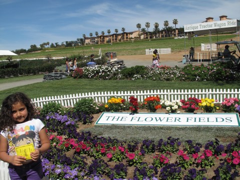 The Flower Fields, Carlsbad - San Diego