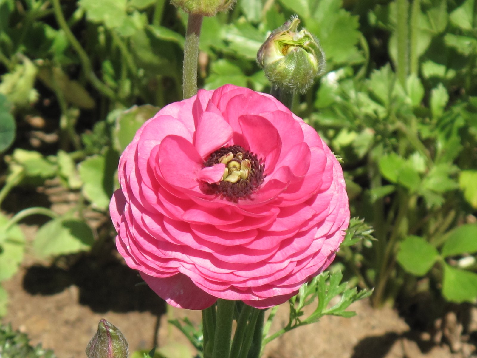 The Flower Fields, Carlsbad - San Diego