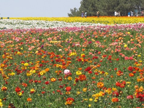 The Flower Fields, Carlsbad - San Diego