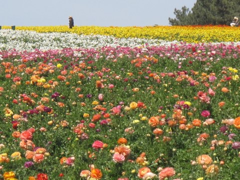 The Flower Fields, Carlsbad - San Diego