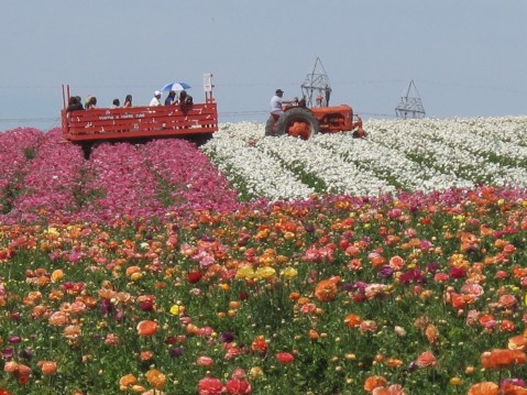 The Flower Fields, Carlsbad - San Diego