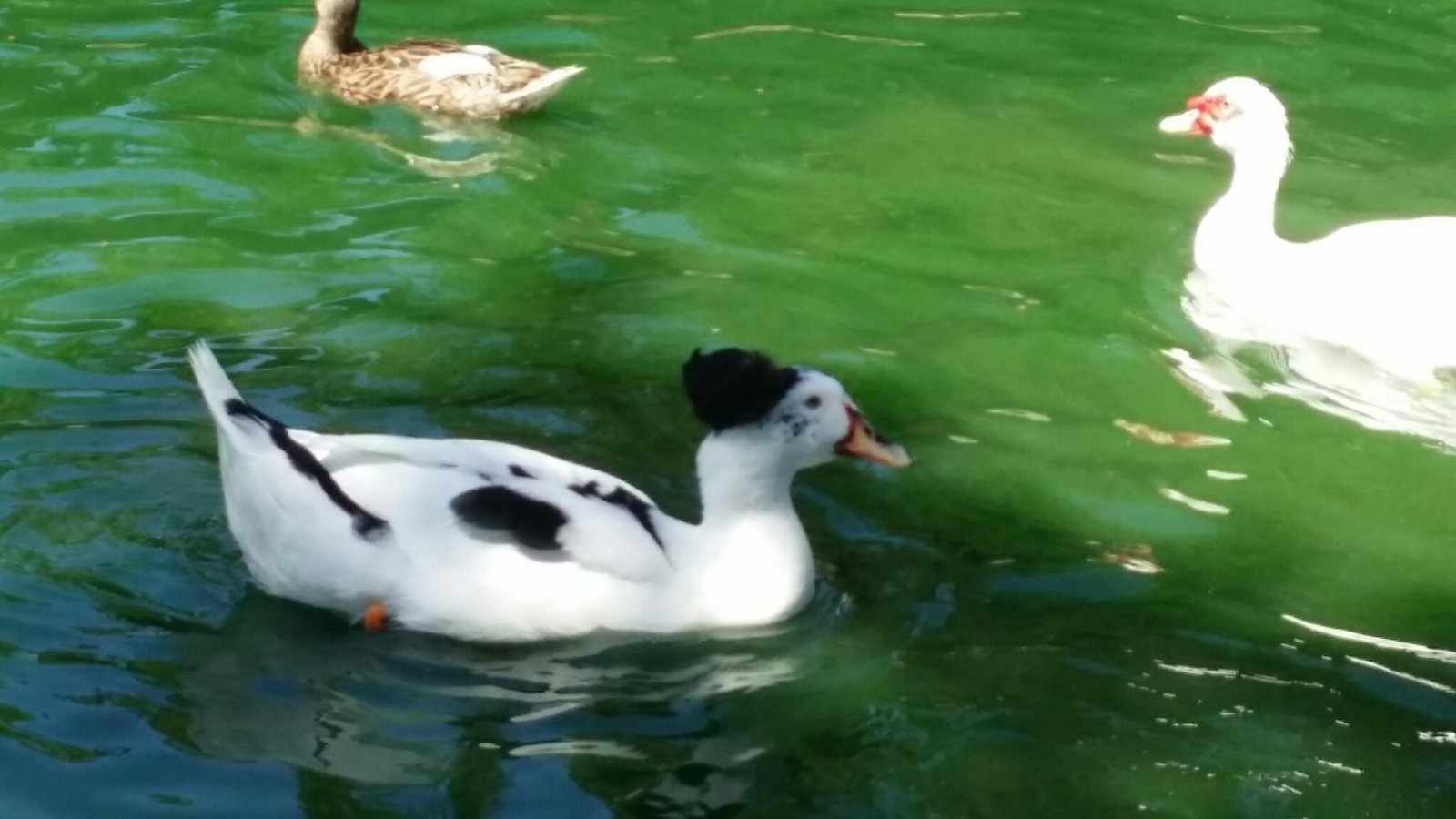 Knotts Soak City in Buena Park, CA