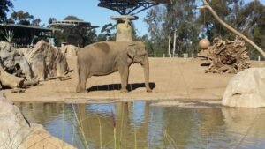 The San Diego Zoo