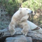 Polar Bear exhibit at San Diego Zoo