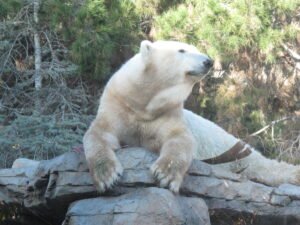 Polar Bear exhibit at San Diego Zoo