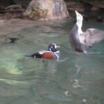 Ducks and birds at San Diego Zoo