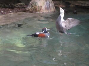 Ducks and birds at San Diego Zoo
