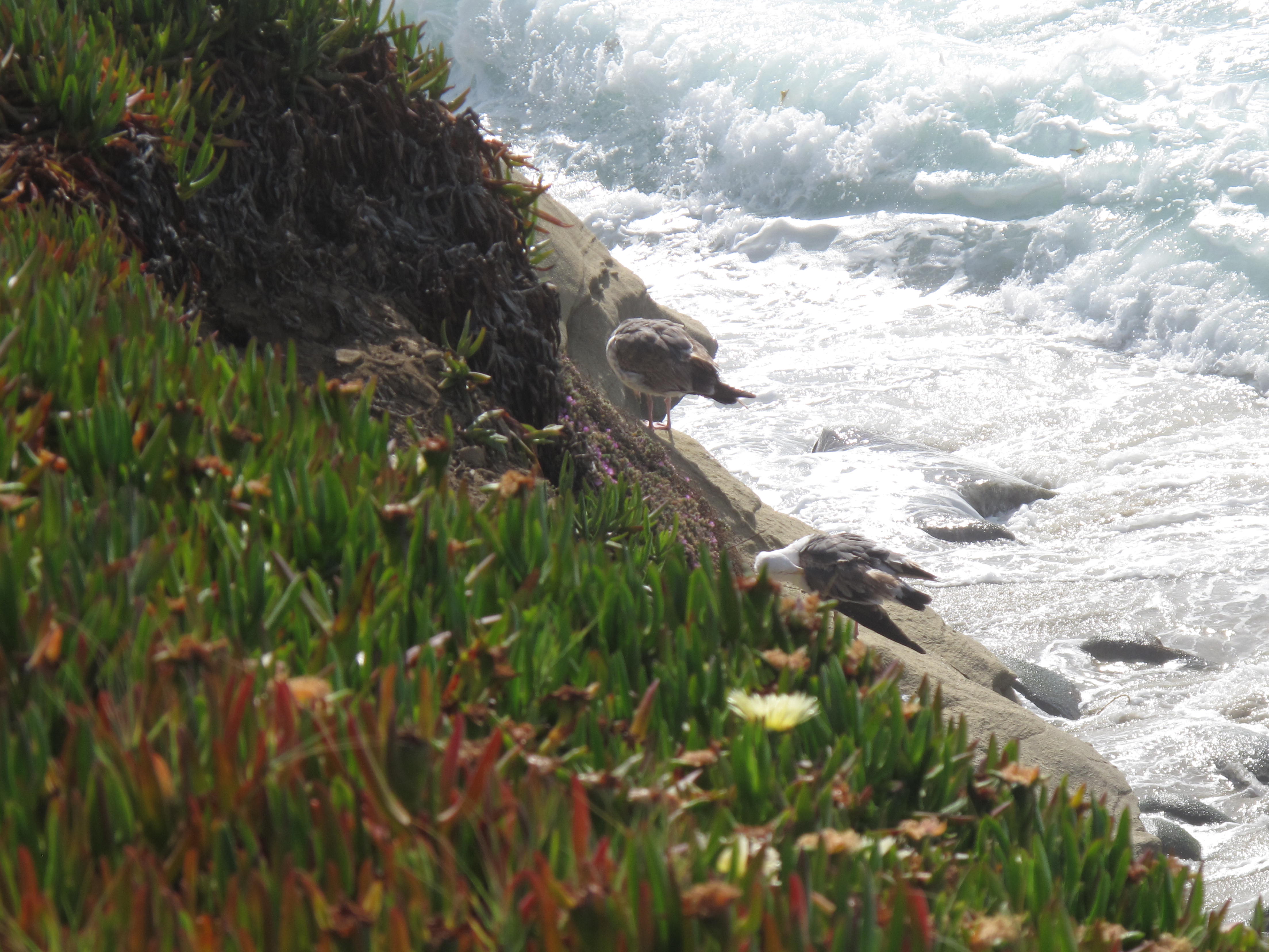 La Jolla Cove, San Diego