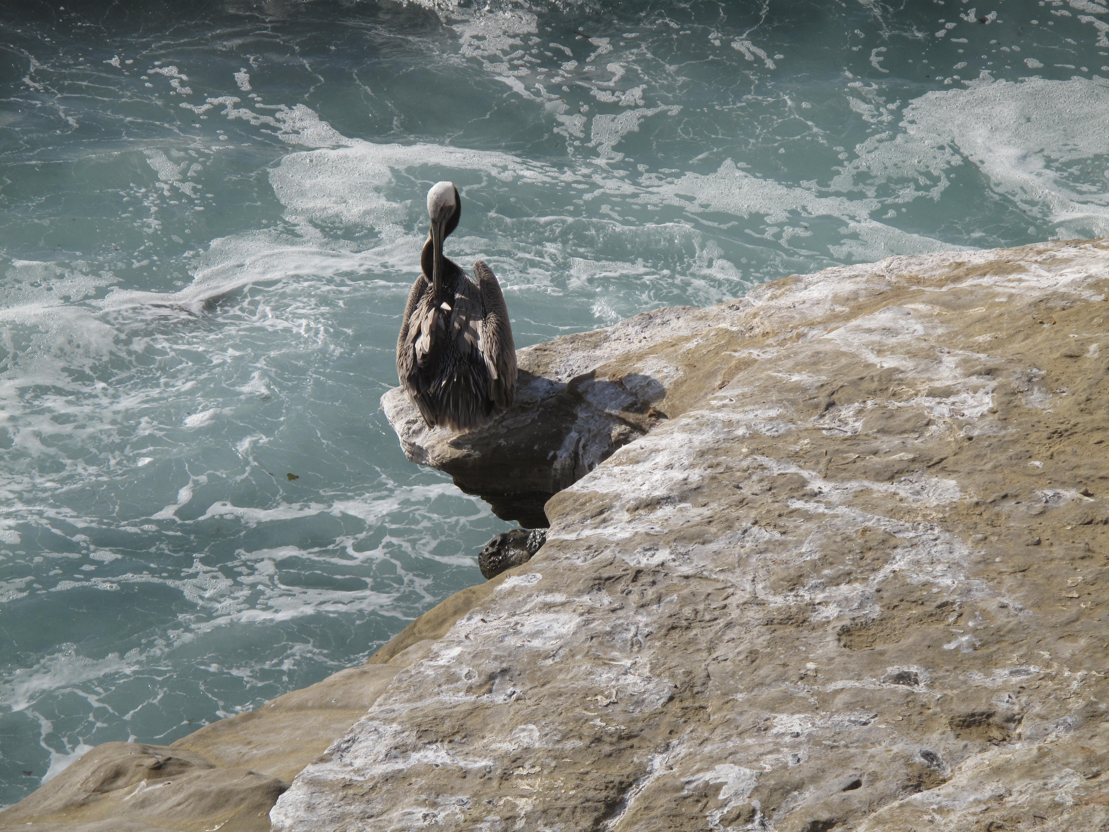 Wildlife at La Jolla Cove, San Diego